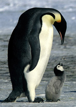 La Marcha de los Pingüinos